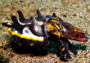 Flamboyant cuttlefish by Marylin Batt 